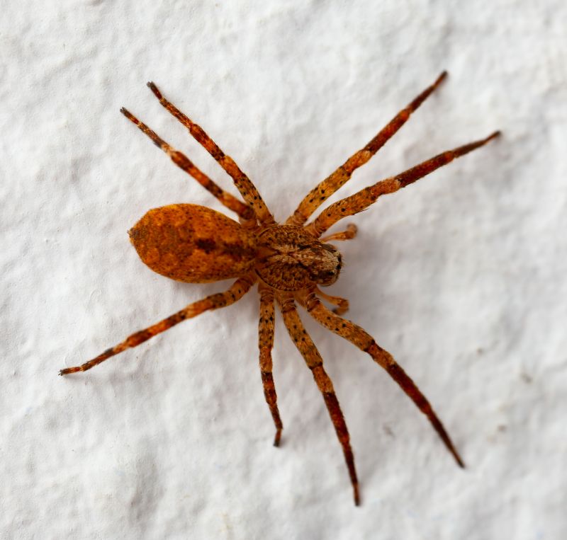Brown Recluse Extermination