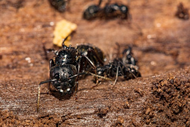 Carpenter Ant Extermination