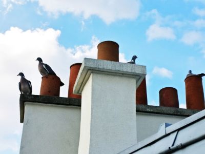 Chimney Birds Removal
