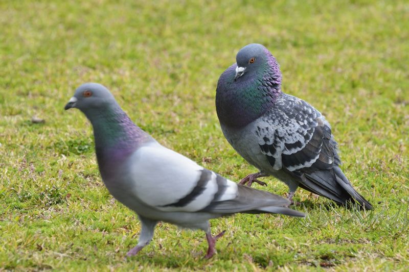 Geese Control Service