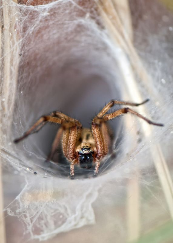 Huntsman Spider Removal