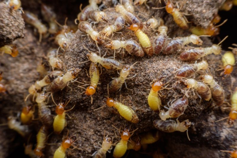 Termite Treatments