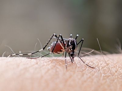 Signs Your Property Needs Professional Mosquito Or Fly Treatment
