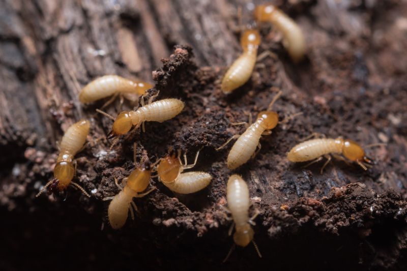 Termites Extermination