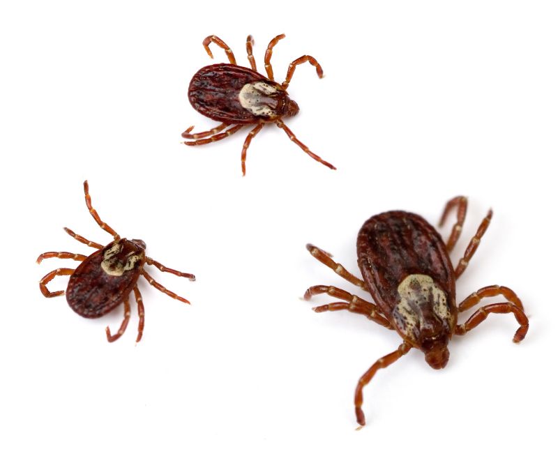 Tick Control Service