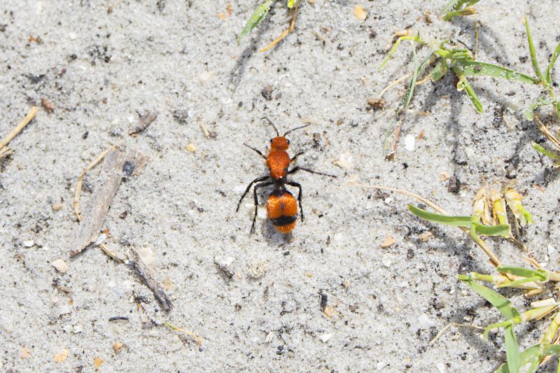 Velvet Ant Extermination