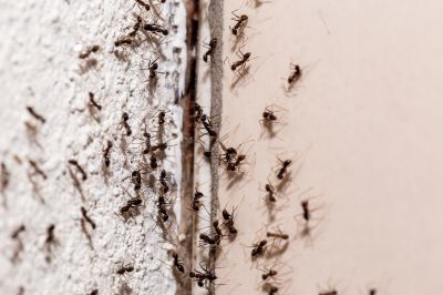 Velvet Ant Extermination