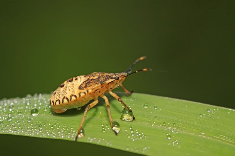 Why Stinkbugs Invade Homes And Buildings