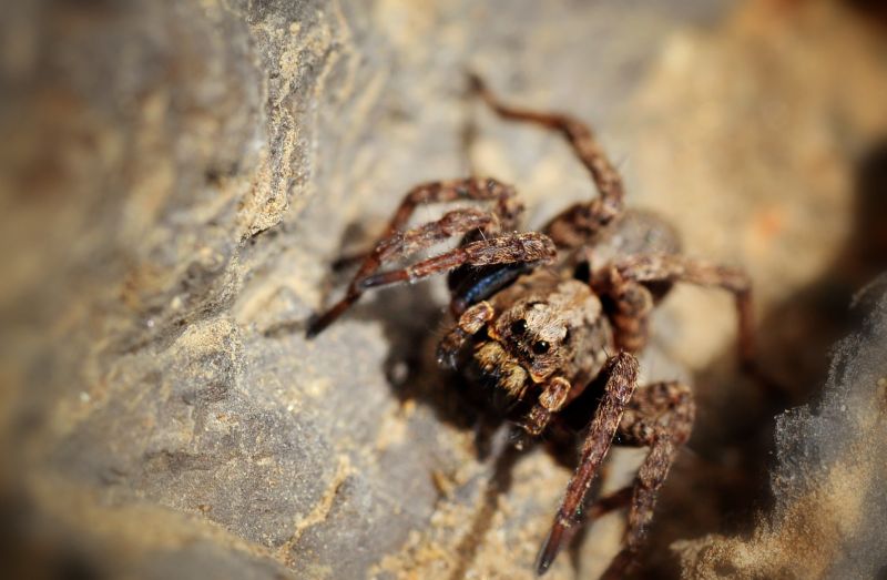 Wolf Spider Removal